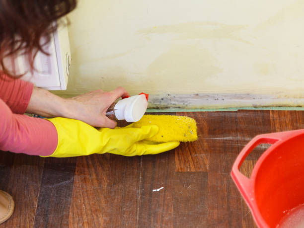 Professional Mold Removal in Roseland, FL